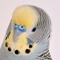 鵡安